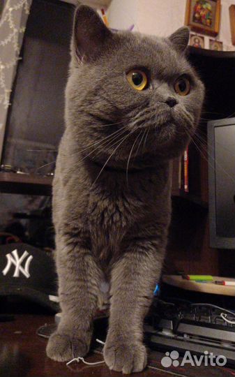 Шотландский кот