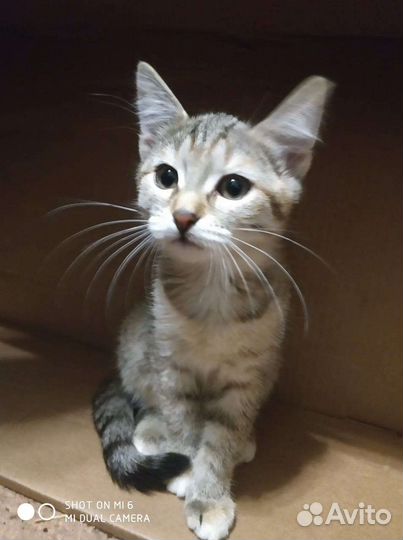 Кошечка 3 месяца