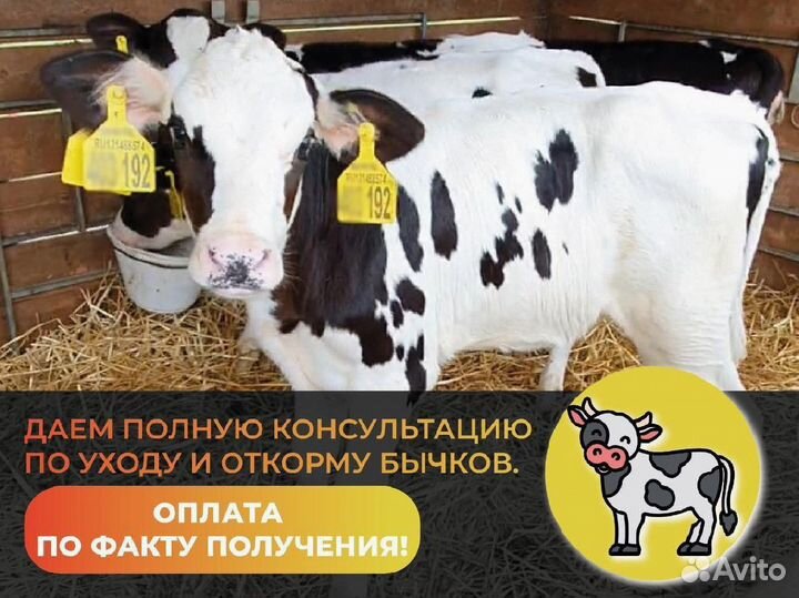 Телята Бычки без посредников