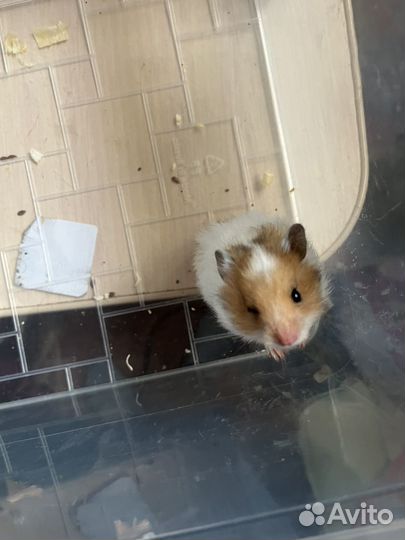 Сирийский хомяк