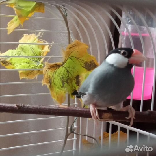 Рисовая амадина