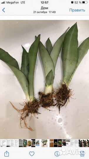 Сансевиерия (комнатные растения)