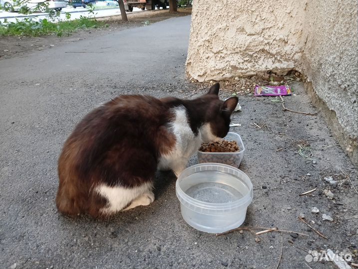 Котëнок