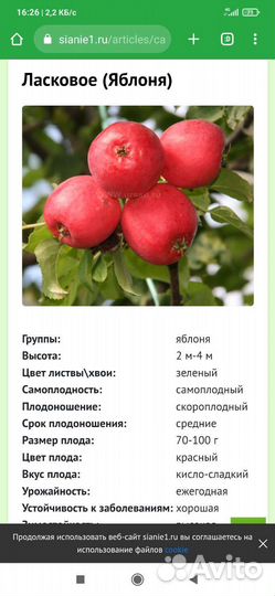 Саженцы груши и яблони