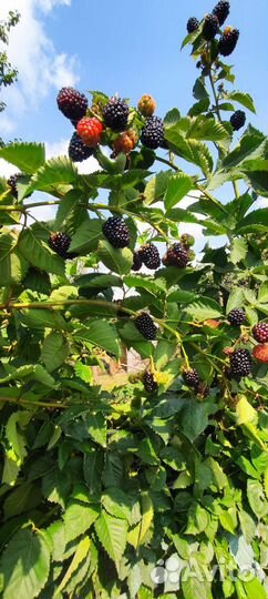 Саженцы ежевики