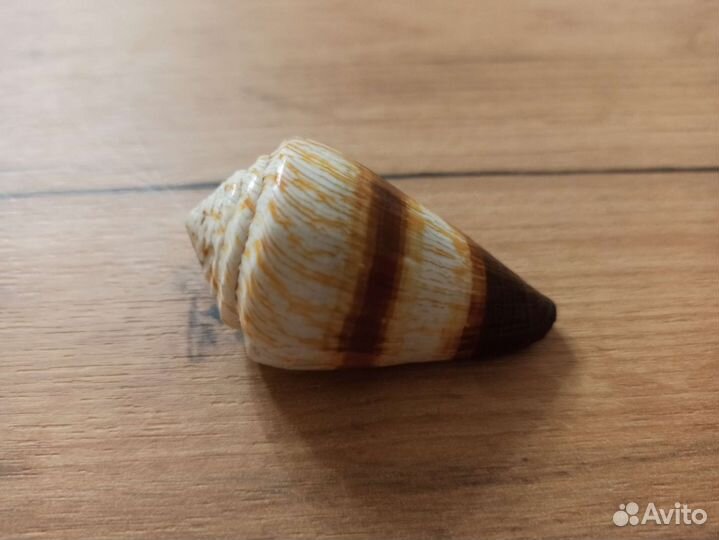 Морская раковина