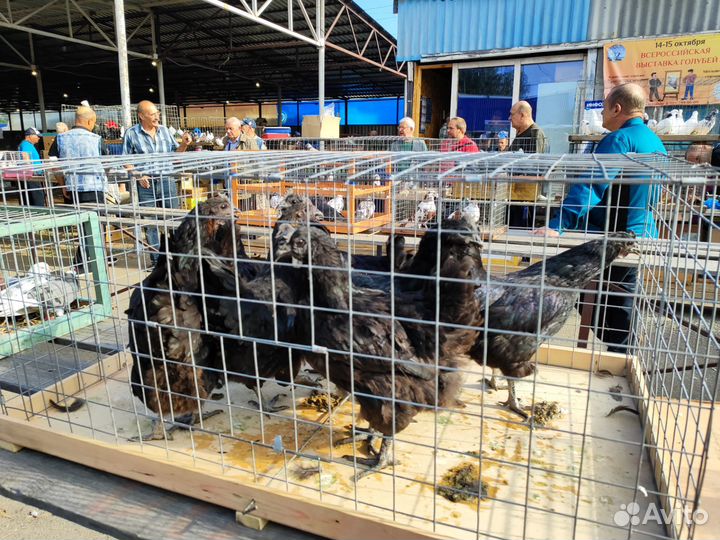 Куры Ухейлюй и Петухи