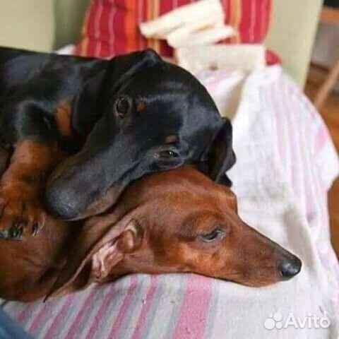 Щенки таксы стандартные