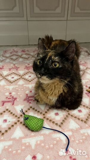 Кошка в дар