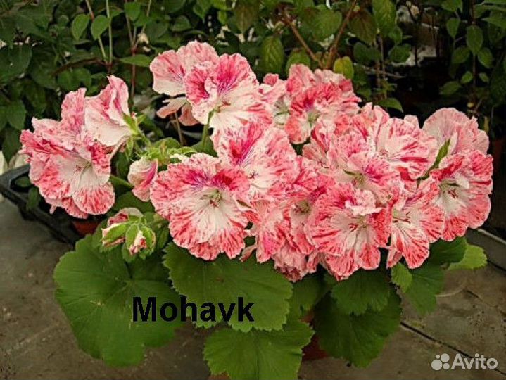 Пеларгонии Rosemaroy и др