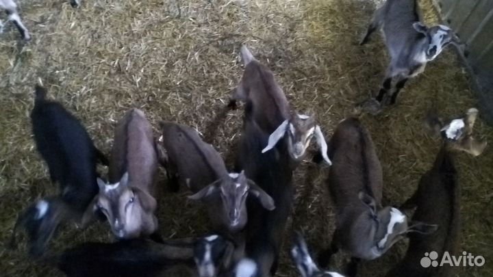 Козы дойные. Выпоинные. Козел племиной