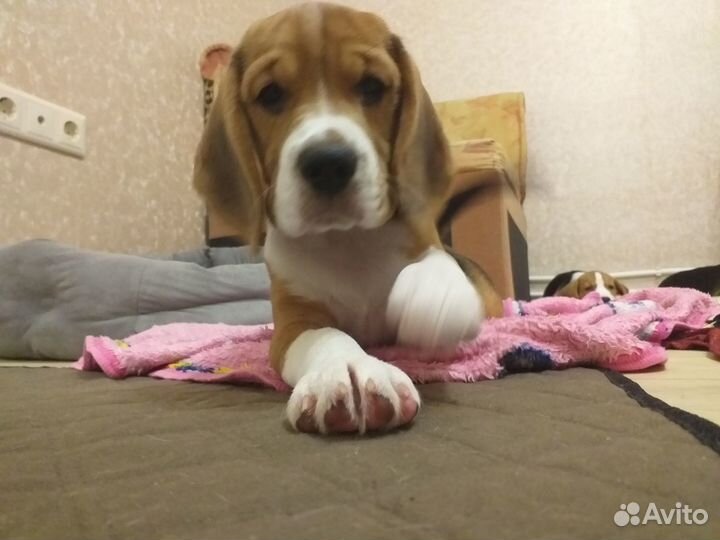 Бигль щенки 3 месяца