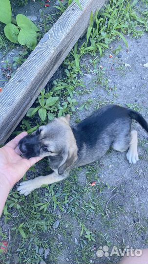 Щенки бигль