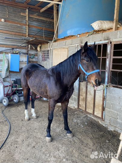 Жеребец орловский рысак