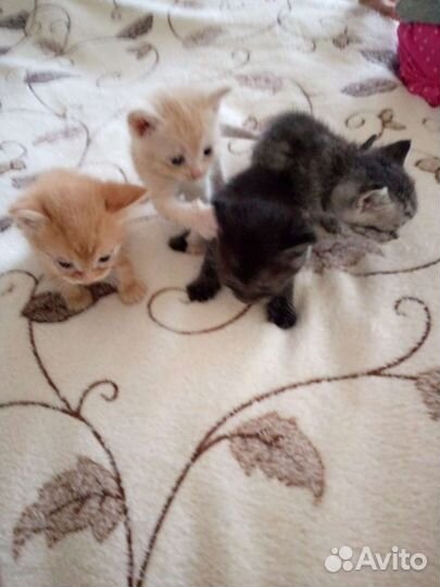 Котята в добрые руки