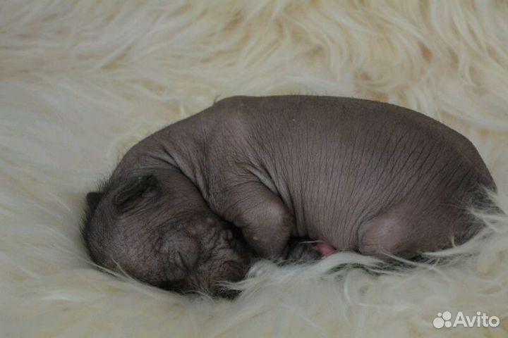 Мексиканская голая миниатюра