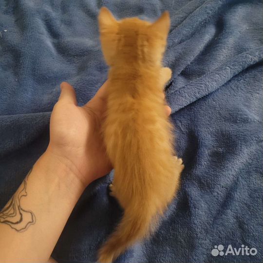 Котенок мальчик