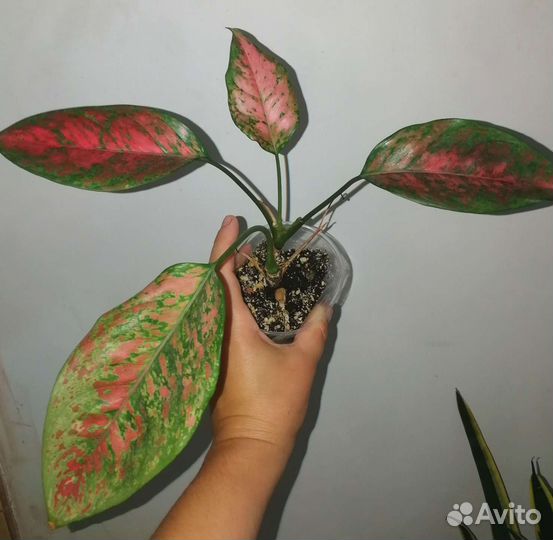 Подростки и детки аглаонем