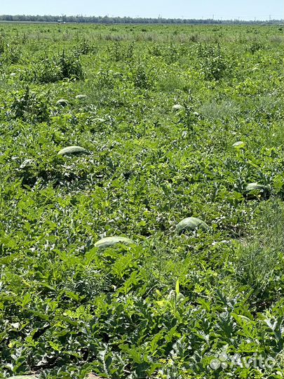 Арбуз каристан