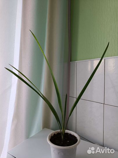 Финиковая пальма