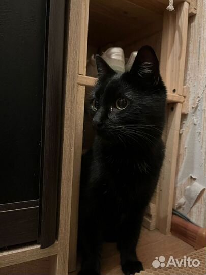Котодевочка Багира