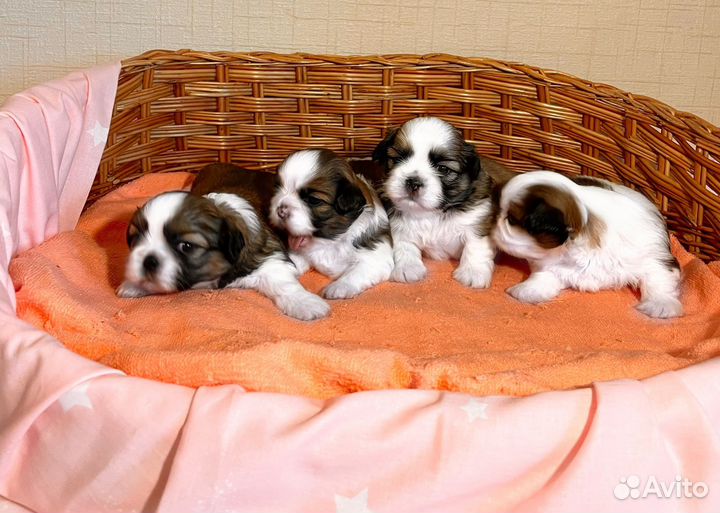 Очаровательные щенки ши-тцу