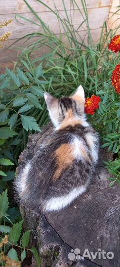 Отдаём котёнка девочку