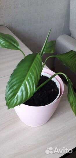 Спатифиллум