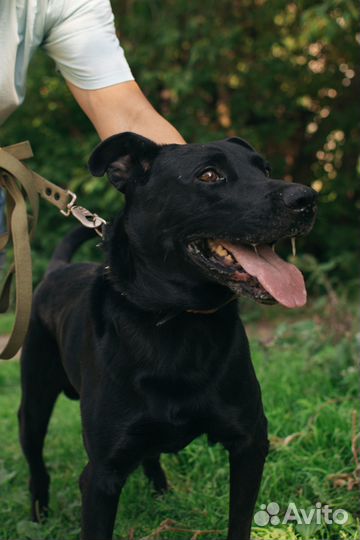 Пес-компаньон Норд в добрые руки