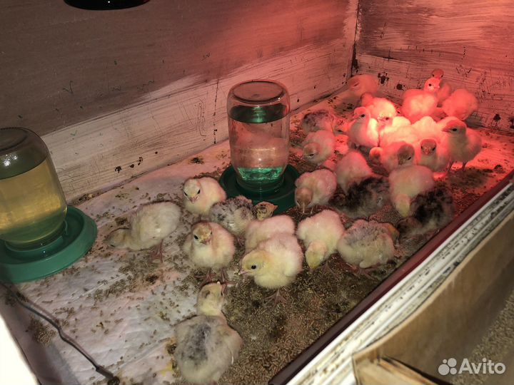 Инкубационное яйцо индюшиное, индюшата