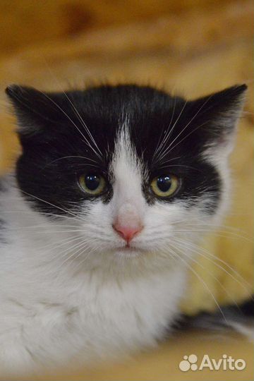 Котёнок ищет дом