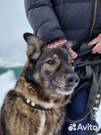 Собака в добрые руки из приюта бесплатно
