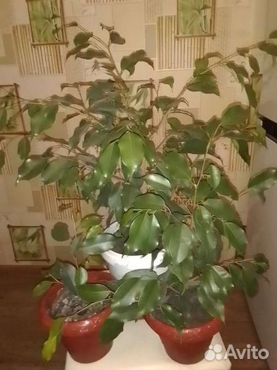 Фикус бенджамина