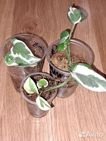 Эпипремнум,Сциндапсус