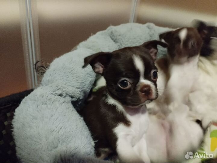 Шикарный мальчик чихуахуа