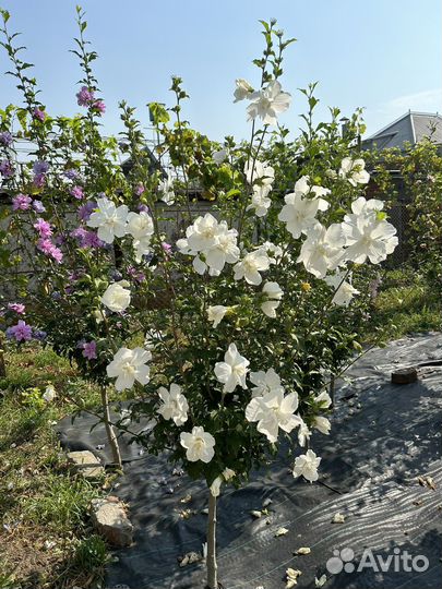 Сирийский древовидный гибискус