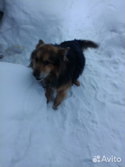 Найден пёс, чей потеряшка