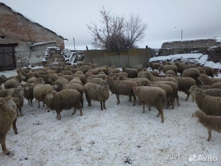 Баранина,Овцы Куйбышевские чистопородные