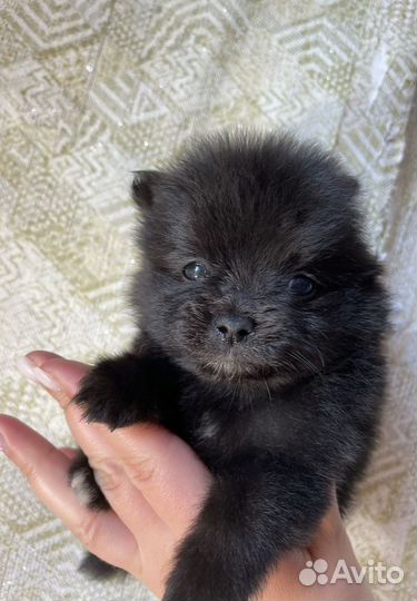 Щенок шпица. Девочка