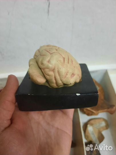 Муляжи древних останков