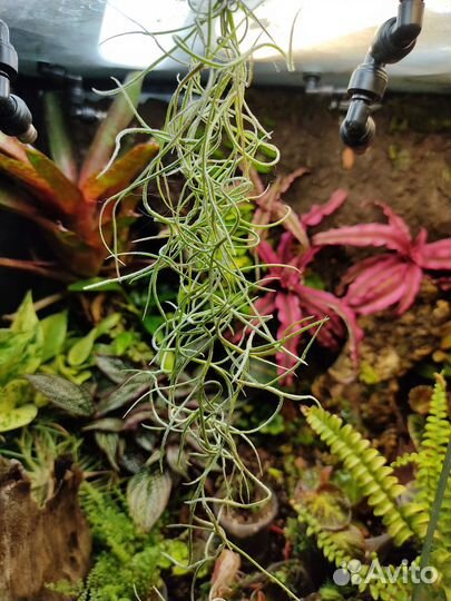 Тилландсии атмосферные