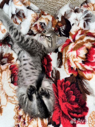 Котенок в дар
