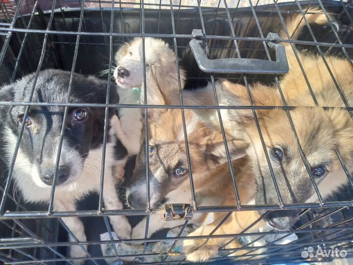 Щенки в добрые руки. Все девочки. Все стерилизован