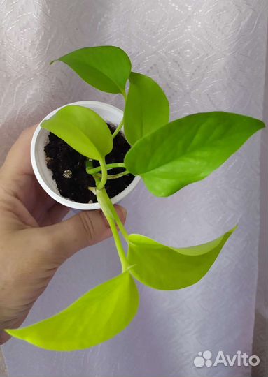 Сингониум Сциндапсус Эпипремнум