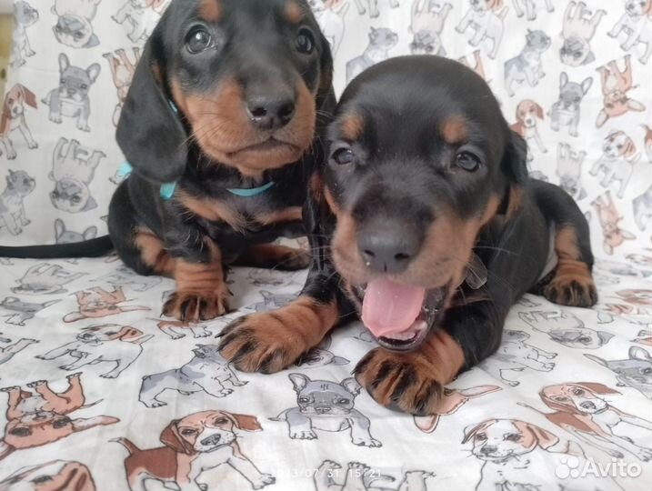 Щенки стандартной таксы