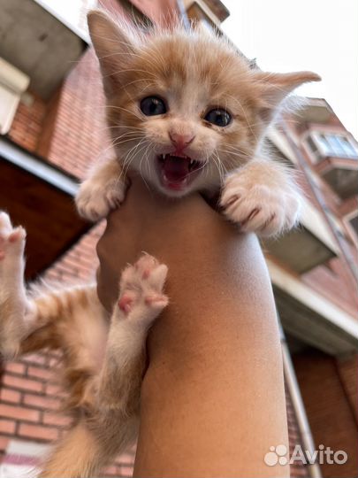 Рыжий котенок