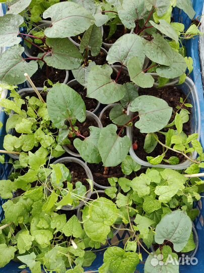 Рассада цветов