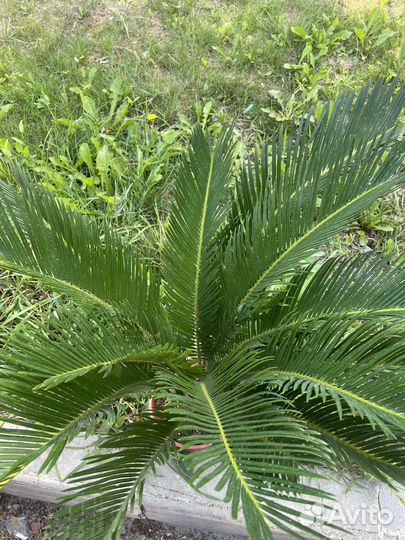 Цикас революта