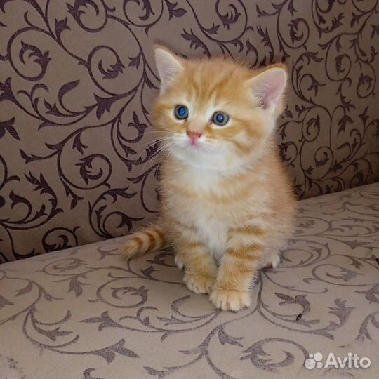 Шотландские котята