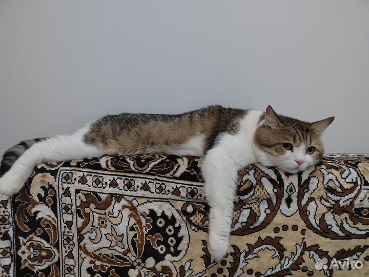 Коты в добрые руки